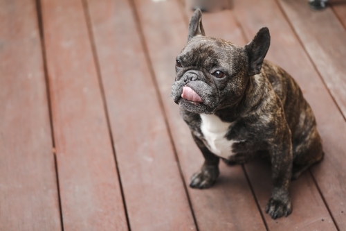 French Bulldog sitting on wooden deck with tongue out - Australian Stock Image