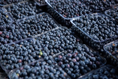 fresh blueberries in punnets - Australian Stock Image