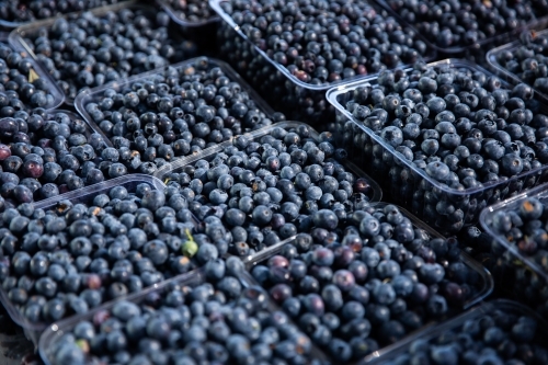 fresh blueberries in punnets