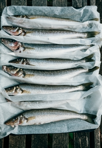 Fresh catch of whiting ready to cook.