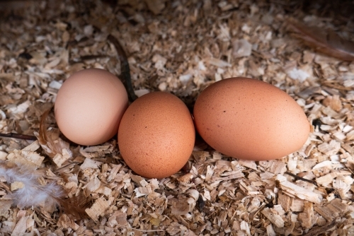 Fresh Eggs in a Nesting Box - Australian Stock Image