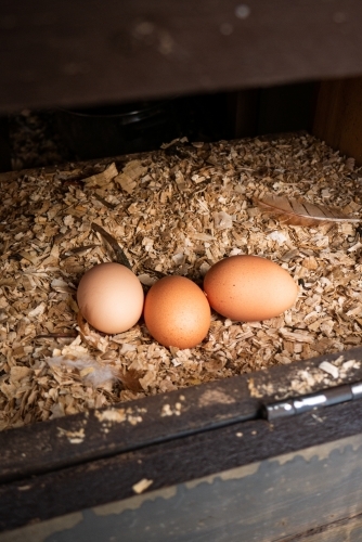 Fresh Eggs in a Nesting Box - Australian Stock Image