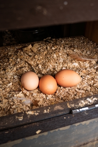 Fresh Eggs in a Nesting Box
