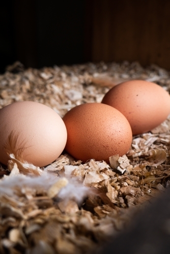 Fresh Eggs in a Nesting Box - Australian Stock Image
