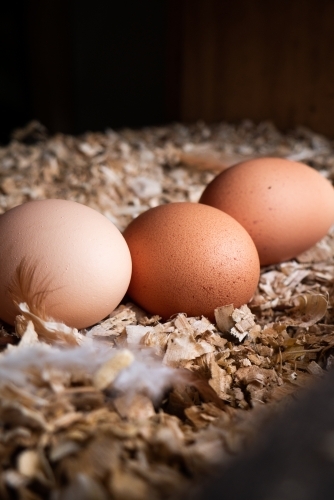 Fresh Eggs in a Nesting Box