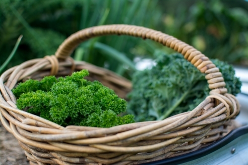 Fresh garden produce in wicker basket - Australian Stock Image