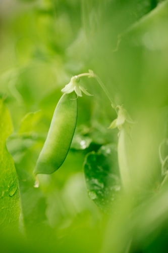 Fresh green sugar snap pea - Australian Stock Image