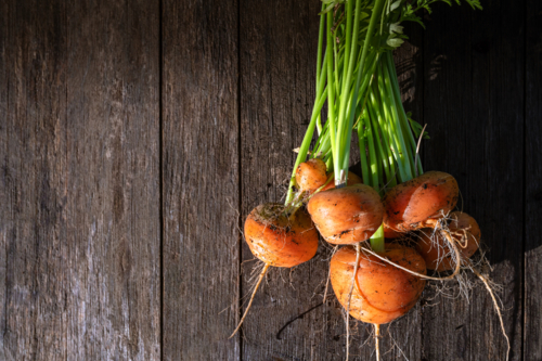 Fresh home garden bed grown organic carrots on barn wood table - Australian Stock Image