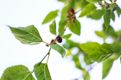 Fresh mulberry berries ripe and ready for picking on large fruit tree - Australian Stock Image