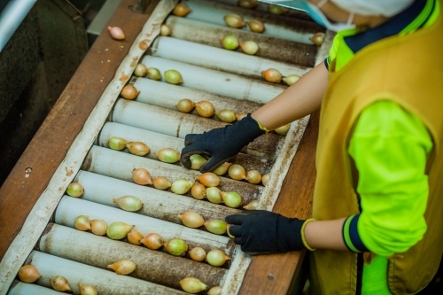 Fresh onions being graded - Australian Stock Image