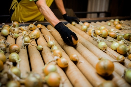 Fresh onions being graded
