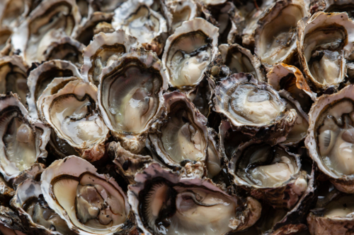 Fresh opened oysters - Australian Stock Image