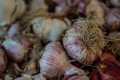 Fresh Purple Garlic Bulbs - Australian Stock Image