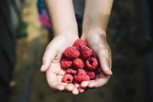 Fresh raspberries in childs hands