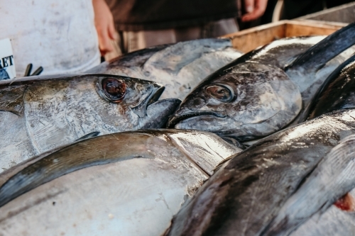 fresh tuna at a market - Australian Stock Image
