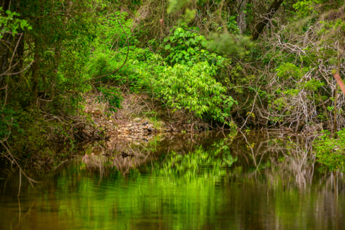 Fresh water creek with green reflections - Australian Stock Image