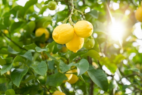Fresh yellow lemons on lemon tree - Australian Stock Image