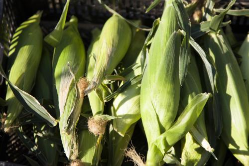 Freshly harvested cobs of corn in a pile