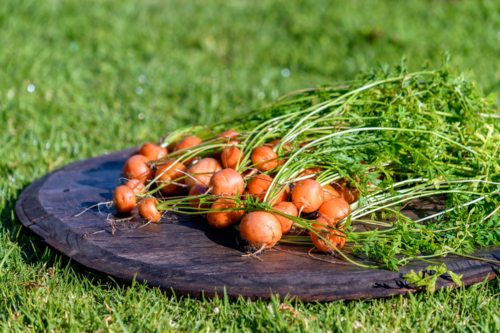 Freshly harvested home garden grown organic round carrot placed on barn wood with green grass - Australian Stock Image