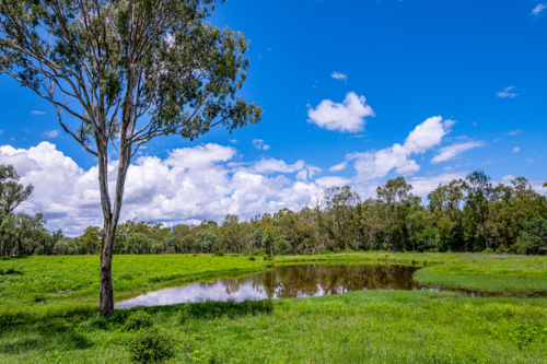 Freshwater pond surrounded by tall green grass and tree in the foreground - Australian Stock Image