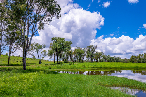 Freshwater pond surrounded by tall green grass and tree in the foreground - Australian Stock Image