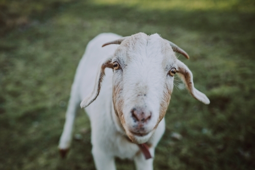Friendly goat standing in paddock looking at camera - Australian Stock Image