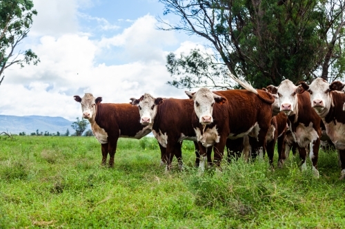 Friendly Hereford cows coming close up - Australian Stock Image
