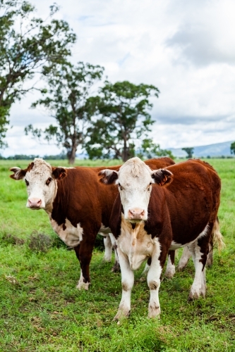 Friendly Hereford cows coming close up - Australian Stock Image