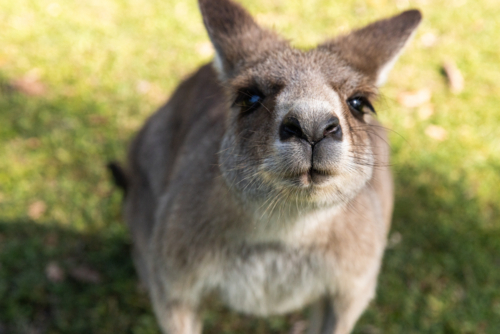 friendly kangaroo with nose and face close up - Australian Stock Image