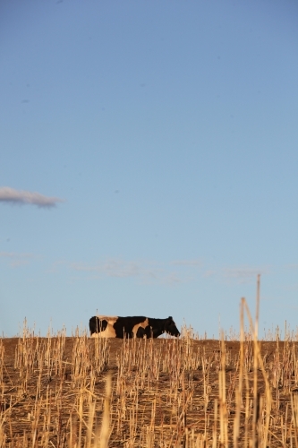 Friesian dairy cow in distance walking by harvested sorghum crop, space at top of portrait - Australian Stock Image