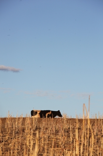 Friesian dairy cow in distance walking by harvested sorghum crop, space at top of portrait