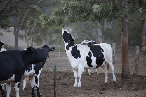 Friesian dairy cow reaches for leaves on branch on dairy farm, black and white cows - Australian Stock Image