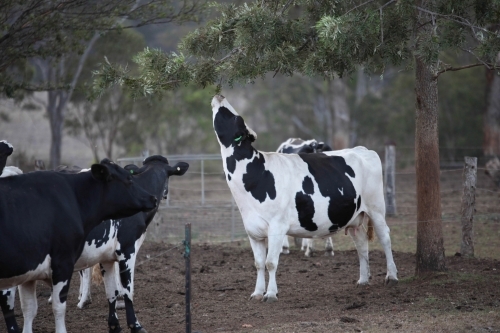 Friesian dairy cow reaches for leaves on branch on dairy farm, black and white cows