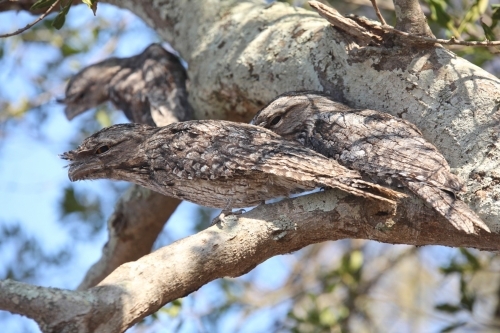 Frogmouth owls.  Daytime nap. - Australian Stock Image