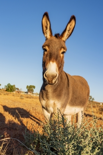 Front on view of a curious  wild donkey with big ears in front of a blue sky