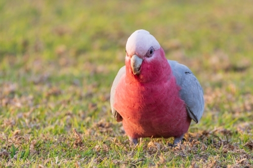 Front on view of an Australian Galah sitting on grass