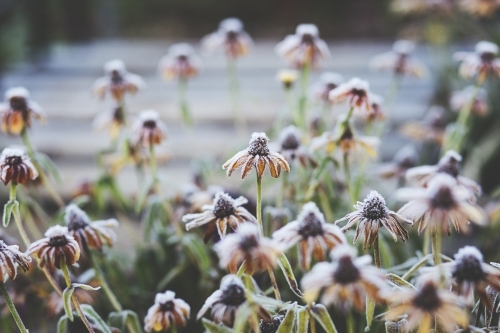 Frost on flowers in a field