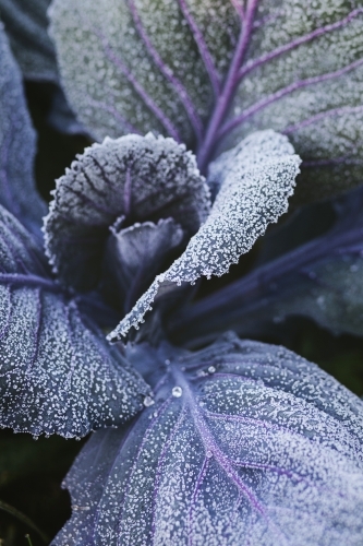 Frost on purple cabbage leaves