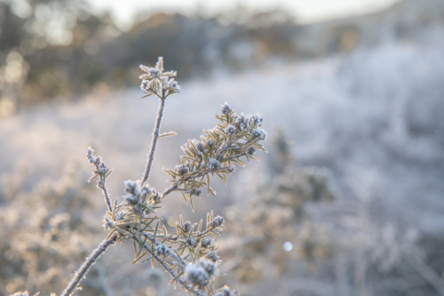Frozen flowers on a winter's morning - Australian Stock Image