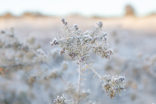 Frozen flowers on a winter's morning - Australian Stock Image