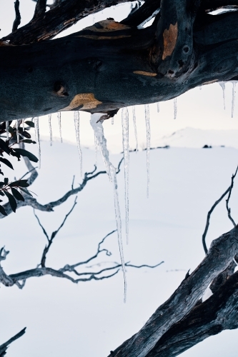 Frozen icicles hanging from a snow gum tree in the snowy backcountry