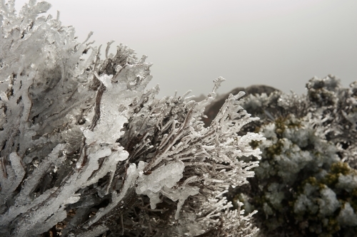 frozen snow on trees in winter scene - Australian Stock Image