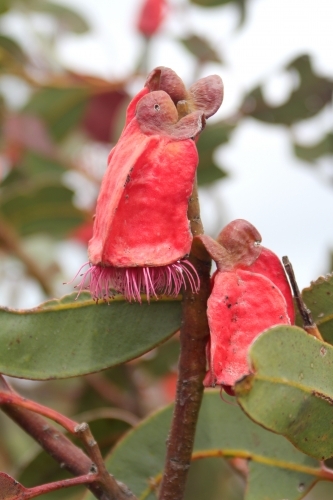 Fruit of the Eucalyptus tetraptera - Australian Stock Image