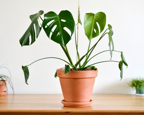 Fruit salad plant indoors on a table - Australian Stock Image