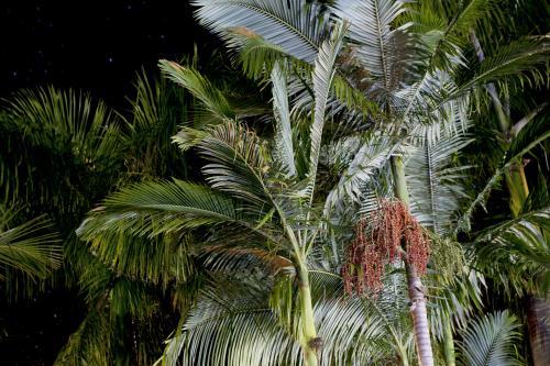 Fruiting Alexandra Palm trees at night in Queensland - Australian Stock Image