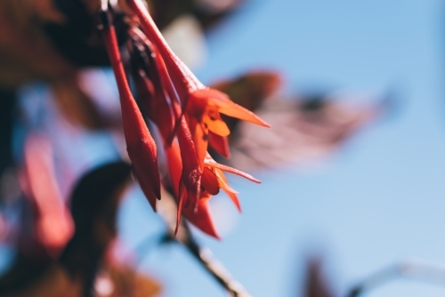 Fuchsia flowers in spring - Australian Stock Image