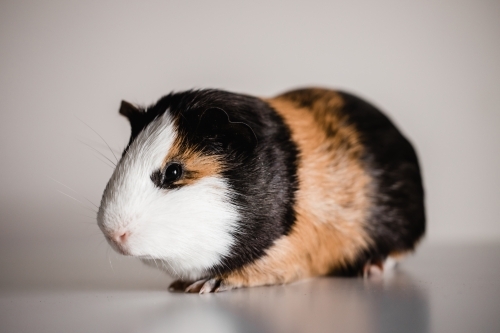Full body of tri colour american guinea pig - Australian Stock Image