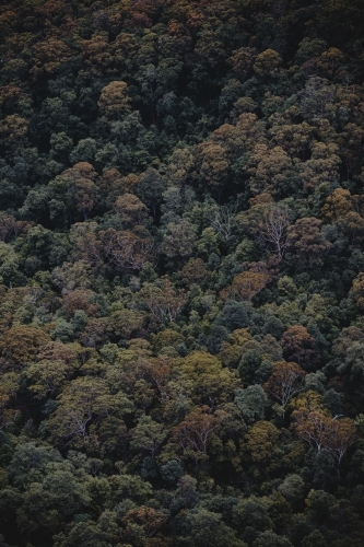 full frame shot of treetops in the Blue Mountains National Park