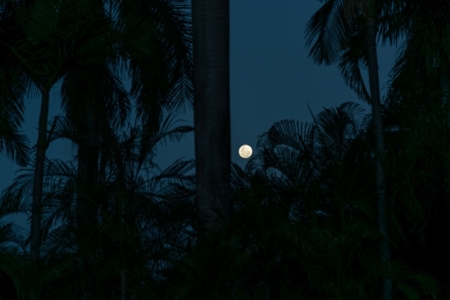 Full moon at night through palm trees