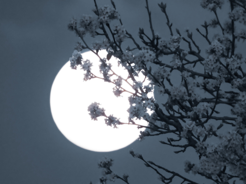 full moon behind blossoms - Australian Stock Image